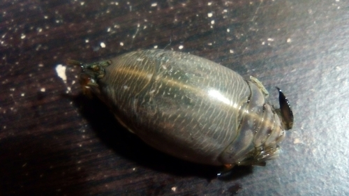 Emerita benedicti
