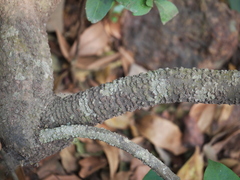 Ancistrocladus heyneanus