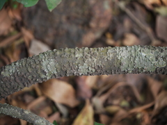 Ancistrocladus heyneanus