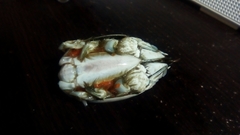Emerita benedicti