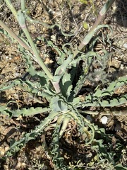 Tragopogon undulatus