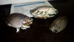 Emerita benedicti
