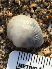 Choristodon robustus