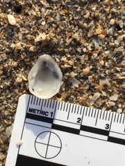 Choristodon robustus