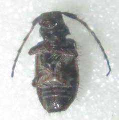 Exocentrus longipilis pseudoreticulatus