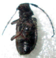 Exocentrus longipilis pseudoreticulatus