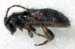 Exocentrus longipilis pseudoreticulatus