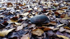 Kinosternon creaseri