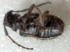 Exocentrus longipilis pseudoreticulatus