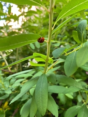 Harmonia axyridis