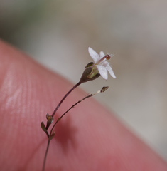 Nemacladus secundiflorus