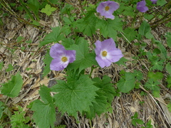 Glaucidium palmatum