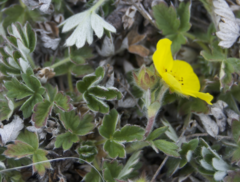Potentilla subvahliana