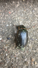 Dytiscus marginalis