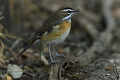 Cercotrichas quadrivirgata