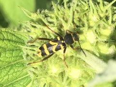 Clytus arietis