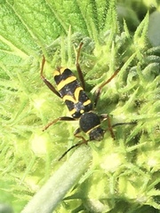 Clytus arietis