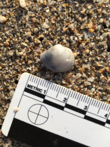 Choristodon robustus