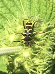 Clytus arietis
