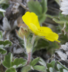 Potentilla subvahliana