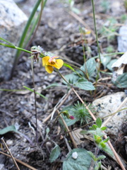 Viola purpurea