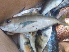 Caulolatilus princeps