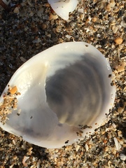 Crepidula fornicata image