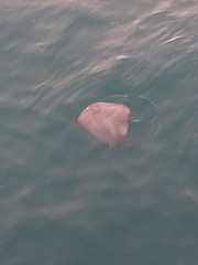 Pteroplatytrygon violacea