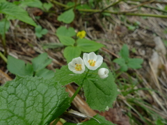 Diphylleia grayi