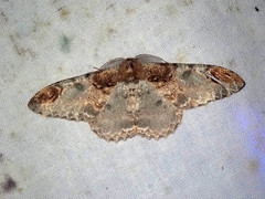 Amraica solivagaria