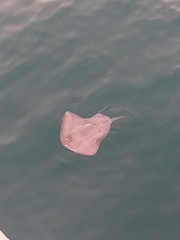 Pteroplatytrygon violacea