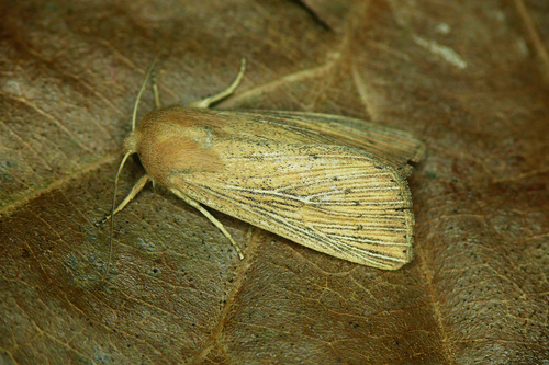 Obscure Wainscot