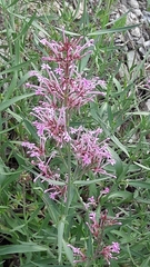 Centranthus longiflorus