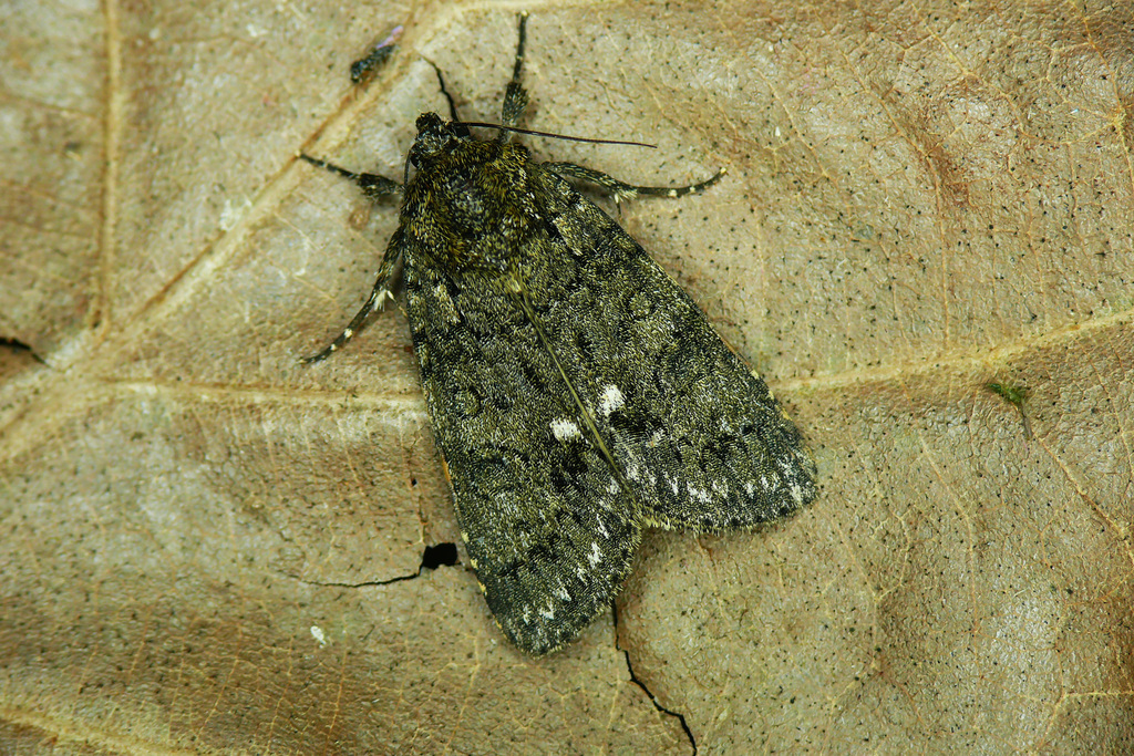 Knot Grass Moths and Allies