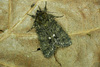 Knot Grass Moths and Allies - Photo (c) Michał Brzeziński, some rights reserved (CC BY-NC), uploaded by Michał Brzeziński