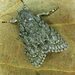 Sycamore Moth - Photo (c) Michał Brzeziński, some rights reserved (CC BY-NC), uploaded by Michał Brzeziński