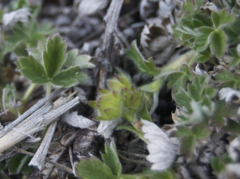 Potentilla subvahliana