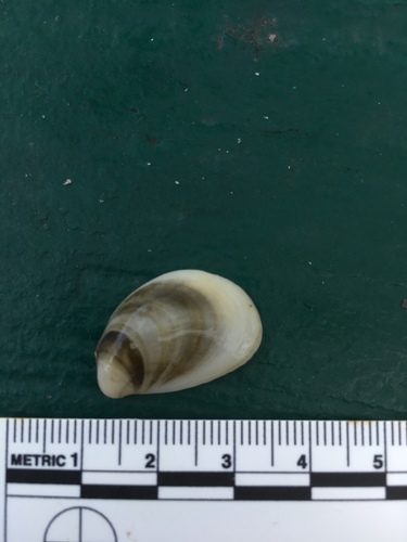 Crepidula fornicata image