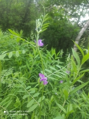 Vicia sativa