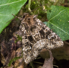 Pachetra sagittigera