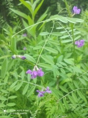 Vicia sativa