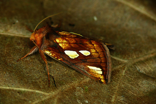 Gold Spot