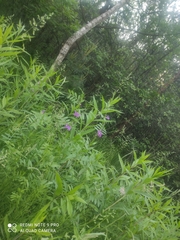 Vicia sativa