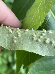 Caryomyia urnula