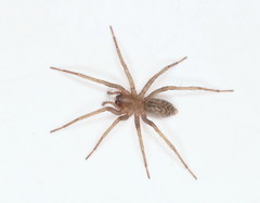 Eratigena fuesslini