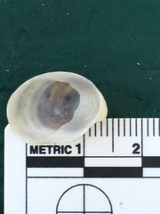 Crepidula fornicata image