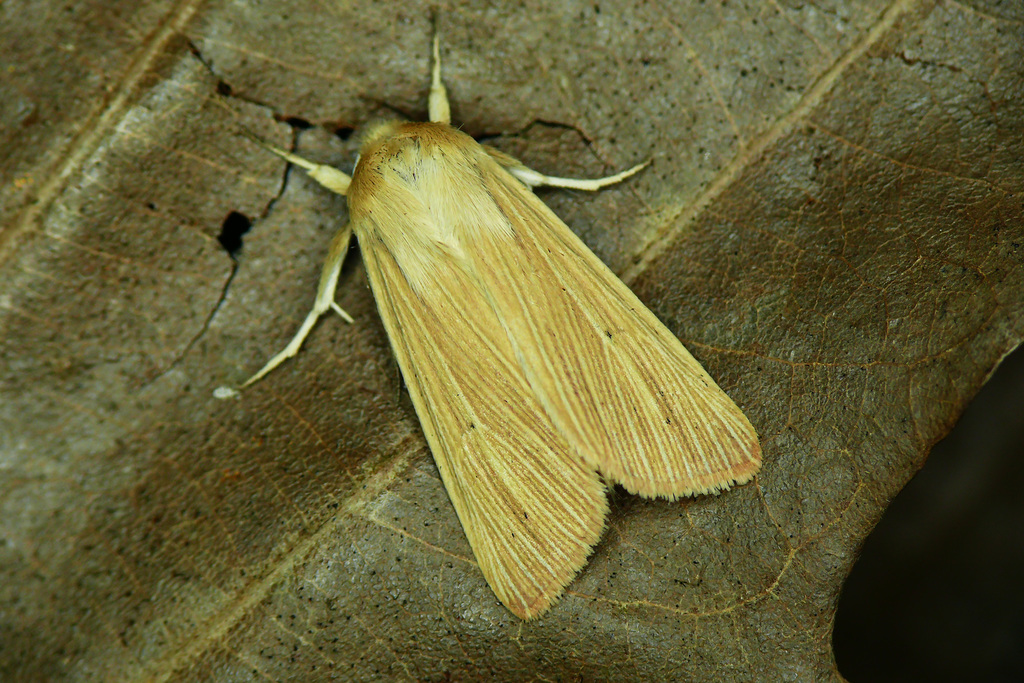 Common Wainscot