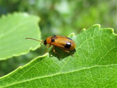Phyllobrotica quadrimaculata