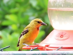 Icterus nigrogularis