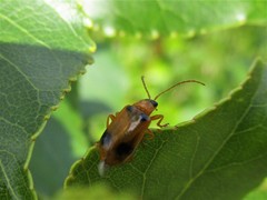 Phyllobrotica quadrimaculata